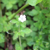 Geranium